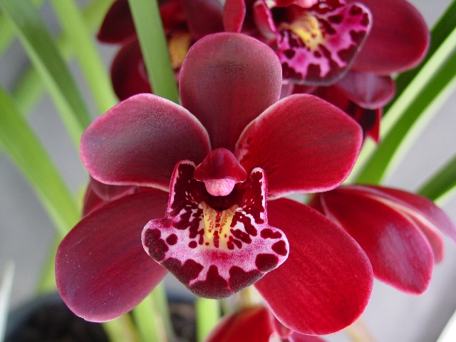 Ruby Eyes 'Tetra Baron'