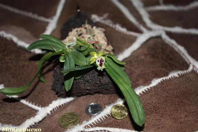 Маштаб сокровища из Китая.jpg