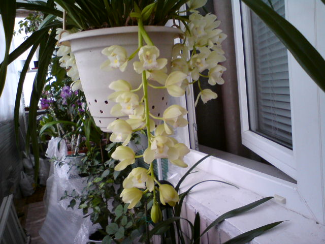 Ампельный цимбидиум