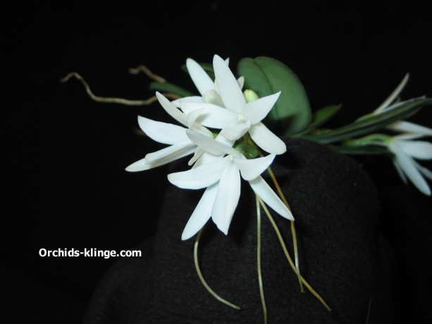 Aerangis%20fastuosa.jpg