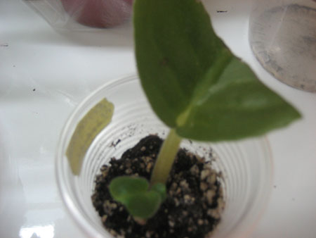 Листик был очень маленький,белесый и с гнильцой ,а сорт красавец .Пришлось повозится и вот результат.