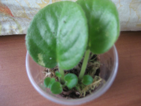 РС-Бог Солнца листики были размером с ноготок.И сами подросли и детки есь.