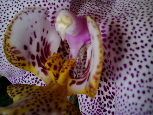 Как птица феникс своими крыльями держит добычу