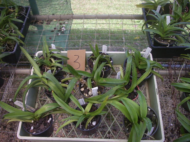 Sarcochilus  Ukraine 003.jpg