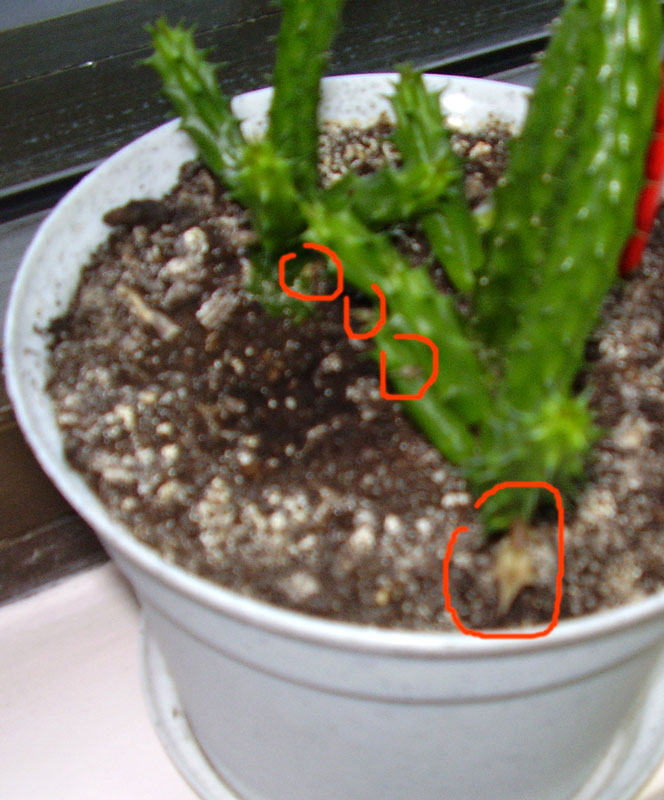 P7240030_Stapelia_1_1_w.jpg