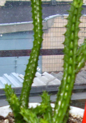 P7240029_Stapelia1_fragment.jpg