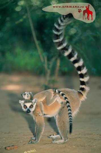 lemur.jpg