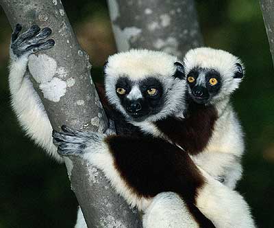 lemur.jpg