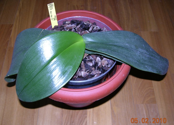 Phal gigantea Elsner.JPG