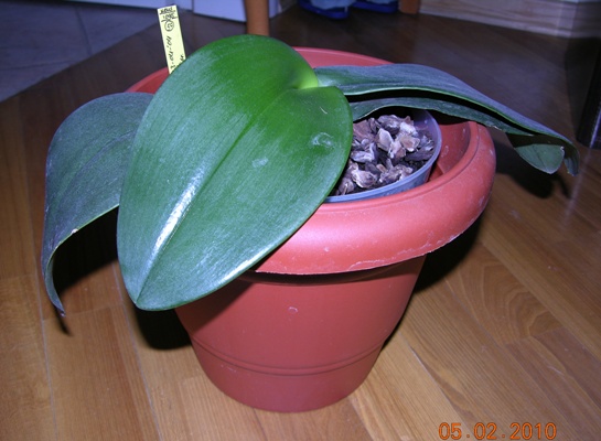 Phal gigantea Elsner 1.JPG