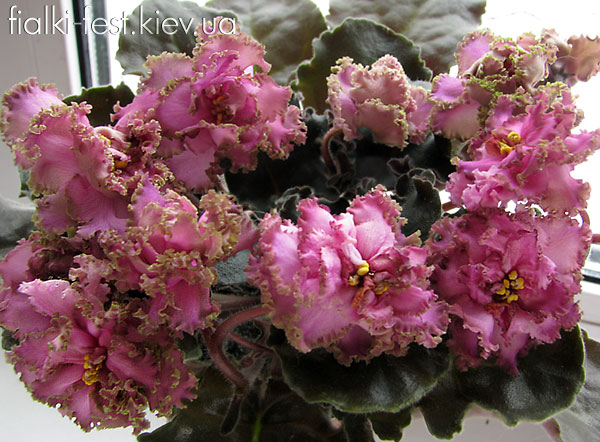 Island Rose
