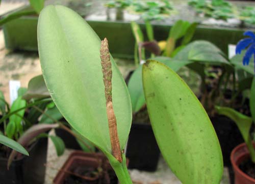 Pleurothallis saurocephala.jpg