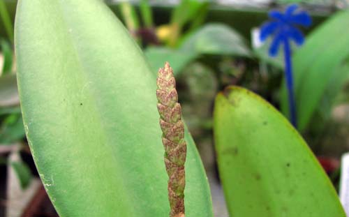 Pleurothallis saurocephala1.jpg