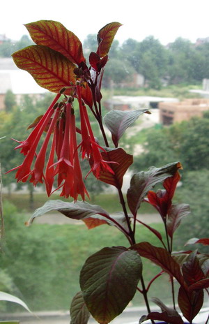 P8040153_.jpg