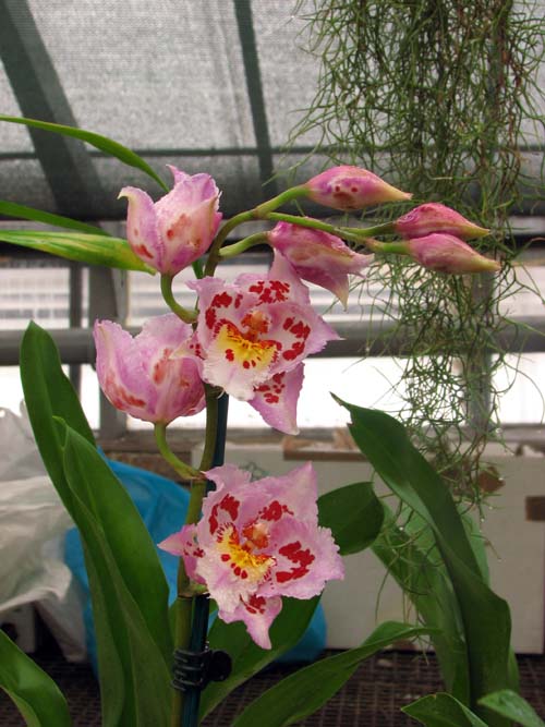 Цветы онцидиумных гибридов. Орхидея Vuylstekeara 'Perfection' × Odontioda (Allen Long × Devon Flash) фото