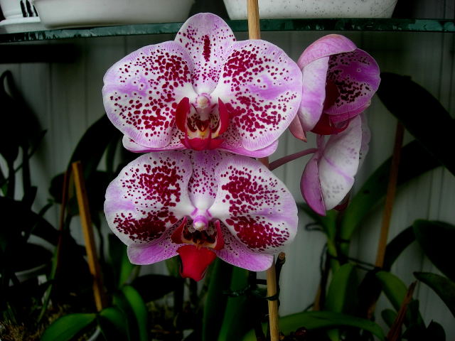DSCN24840001.JPG