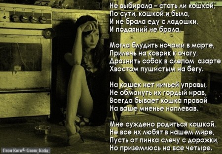 кошка.jpg