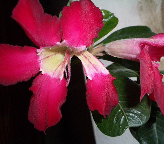 adenium tai 2006 08 12.jpg