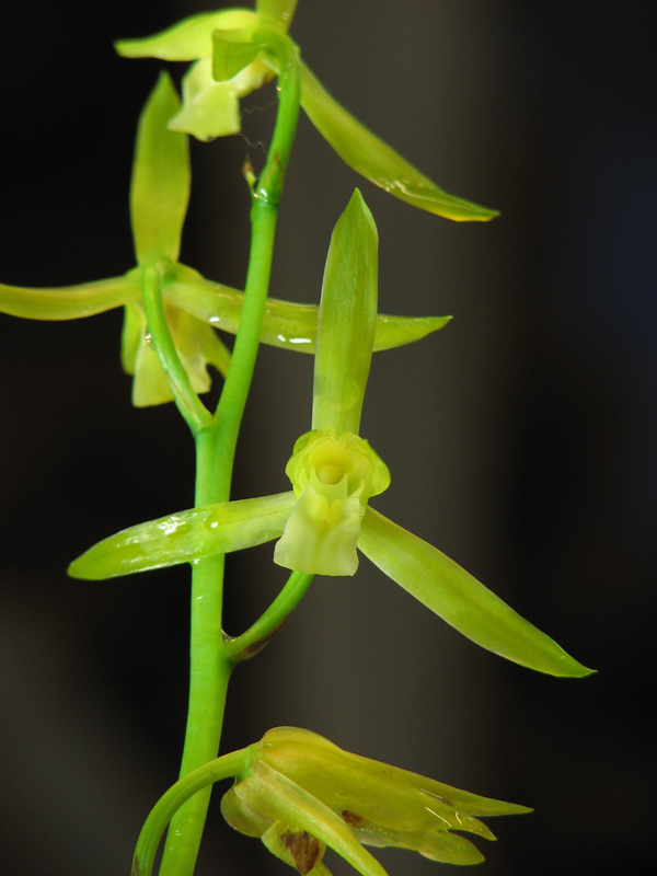 Фото орхидеи Cymbidium sinense var. alba