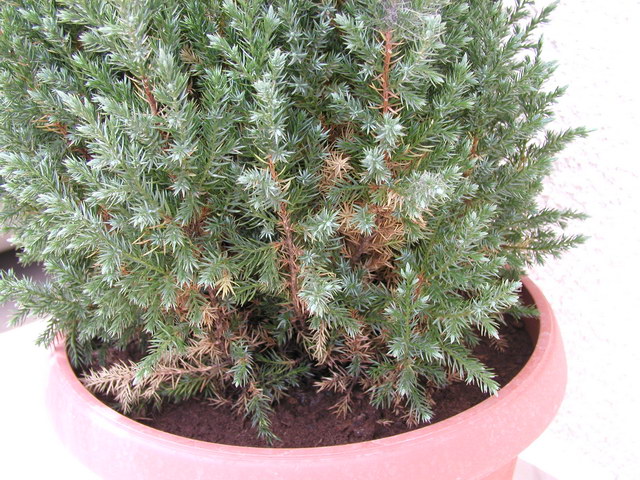 flowers 2.jpg