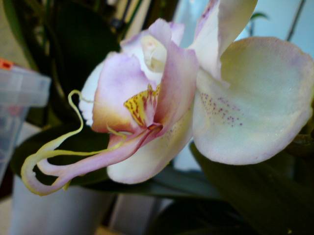 ЛЮБЛЮ УСАТЫХ