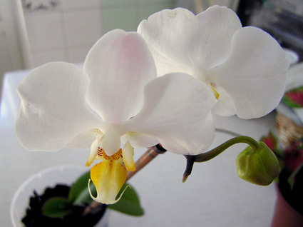 orhidey.jpg