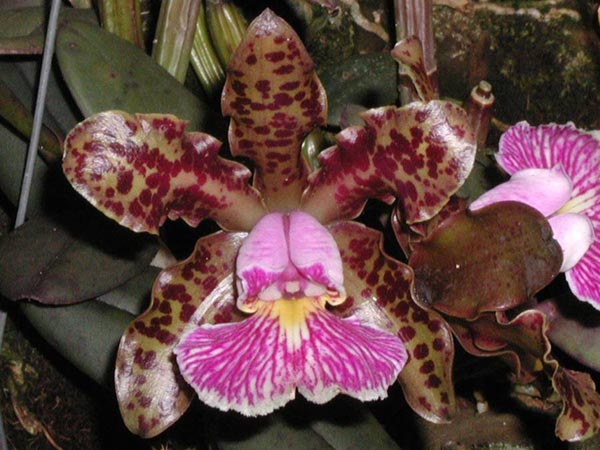 LR-C-schilleriana-Olinda.jpg