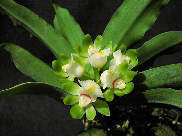 Gastrochilus japonicus.jpg