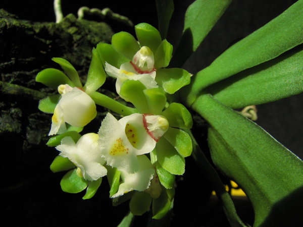 Gastrochilus japonicus1.jpg