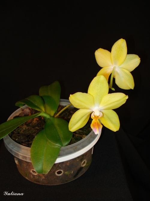 Drts. Kennet ShubertxPhal. bellina 2.JPG