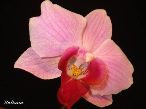 фаленопсис розовый.JPG