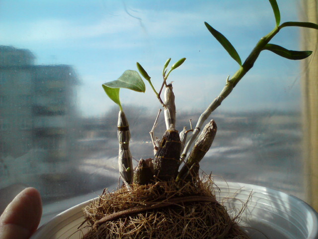 Дендр. уникум - на 3-х бульбах растут цветоносы