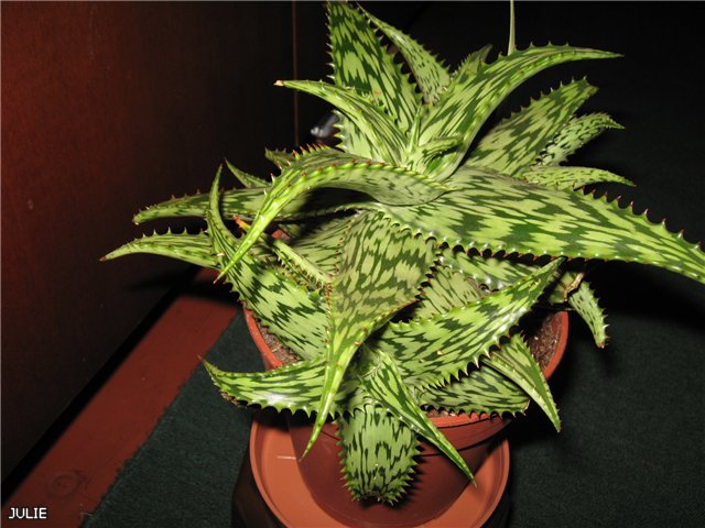 aloe jucunda add1b2e5d496.jpg