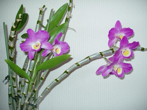 Любкин дендр.jpg