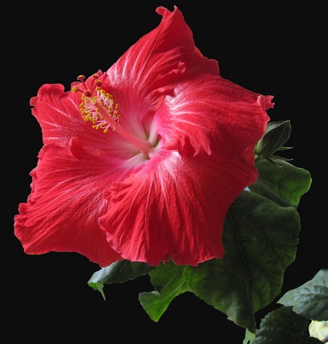 Big Tango