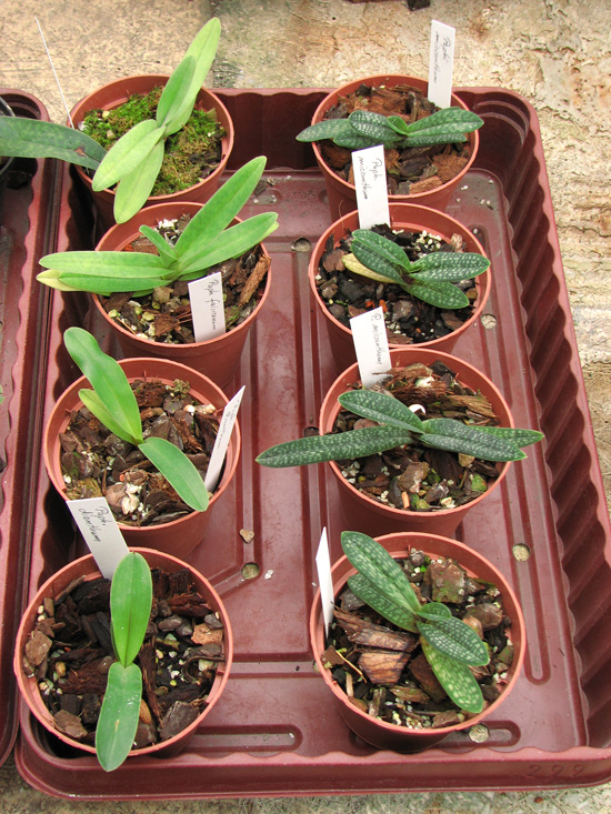 Орхидея Paphiopedilum фото
