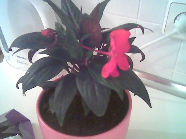 Image009.jpg