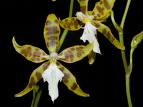 Odontoglossum ariasii.jpg