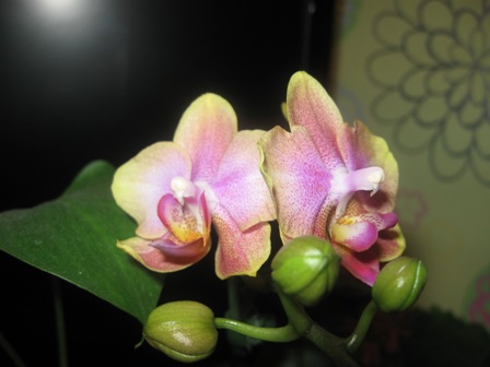 Фаленопсис3.jpg