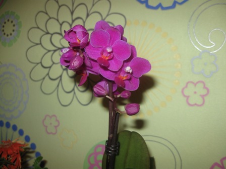 Фаленопсис5.jpg