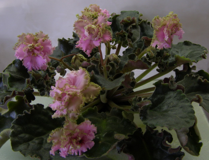 Island Rose.jpg