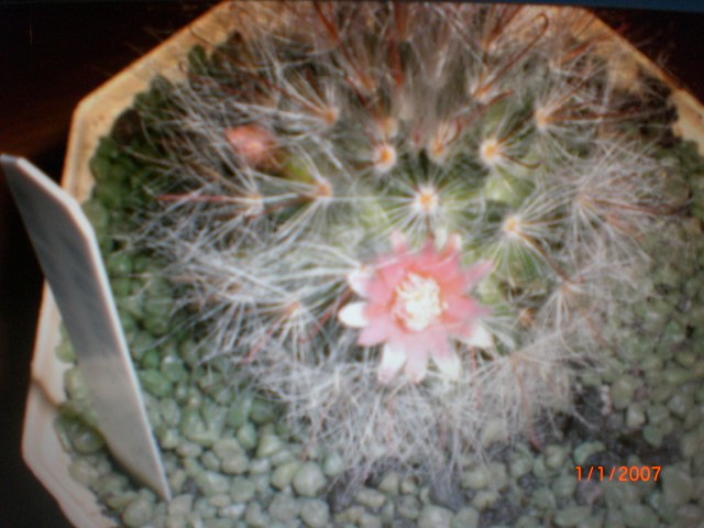 Mammillaria bocasana