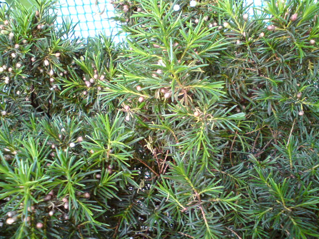 DSC00737.JPG