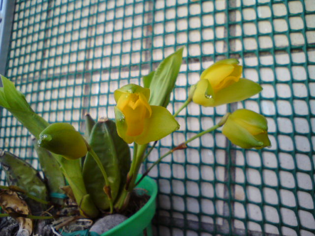 Ликуша ароматная