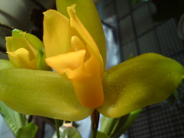 На лепестках внутри ворсинки