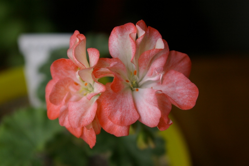 IMGP0463.JPG