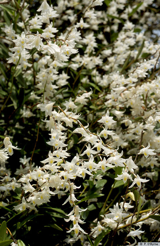 Dendrobium_crumenatum.jpg