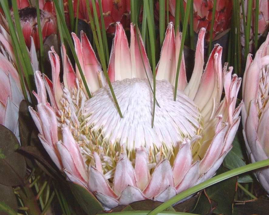 S3700217.JPG