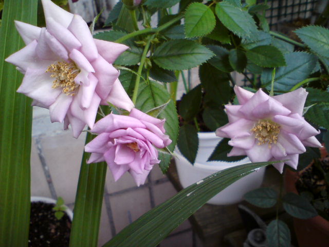 DSC00779.JPG