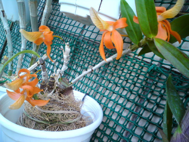 Уникум из Култаны